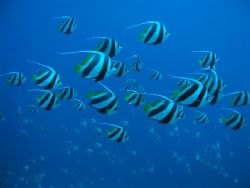 Schooling bannerfish taken at Woodhouse Reef, Strait of T... by Christian Skauge 